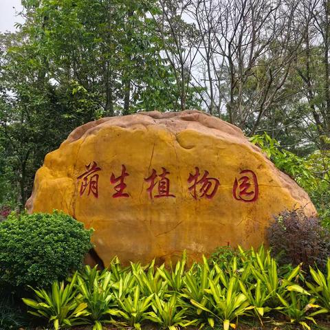 打卡东莞植物园：自然与休闲的完美融合