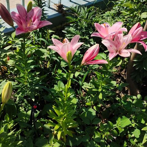 “预”见秋天，健康童行——新源县智多星幼儿园秋季传染疾病预防指南! !