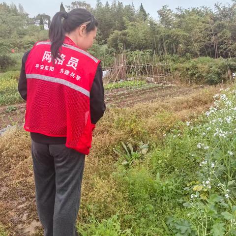 踏查罂粟行动