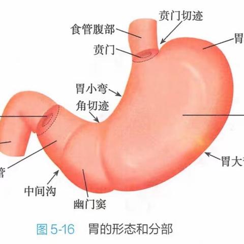 驿道中医诊所中医知识科普——胃痛篇