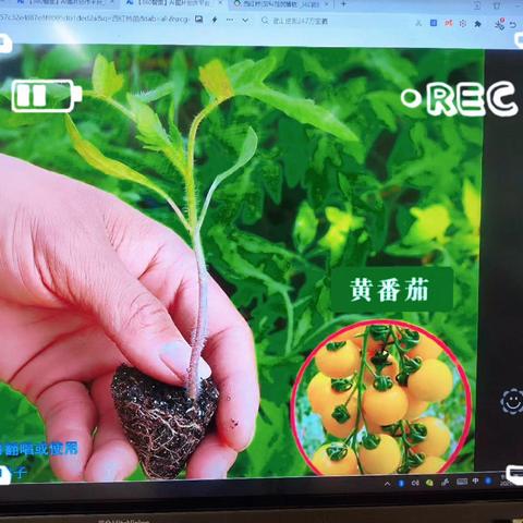 好吃的番茄--铜山区马坡镇前八段幼儿园小一班食育课程