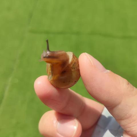 一只蜗牛的故事-铜山区马坡镇前八段幼儿园中班自然教育活动