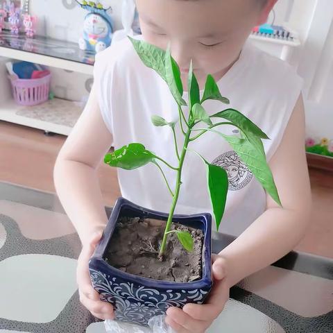 辣椒种植日记！