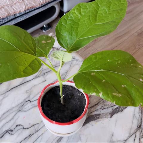 劳动砺心志，实践促成长！二年六班王洪泽
