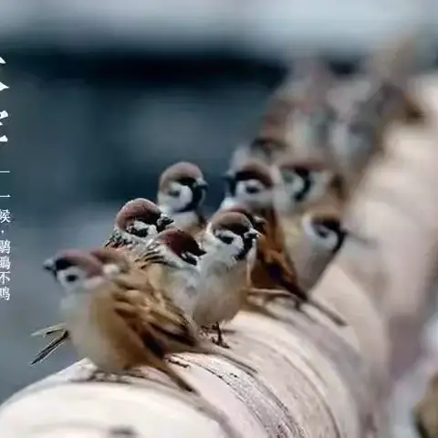 冬意渐浓，大雪已至——第一幼儿园南龙国际园大雪节气主题活动