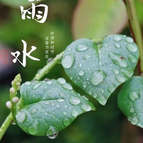 雨水至，万物萌——第一幼儿园南龙国际园雨水节气活动