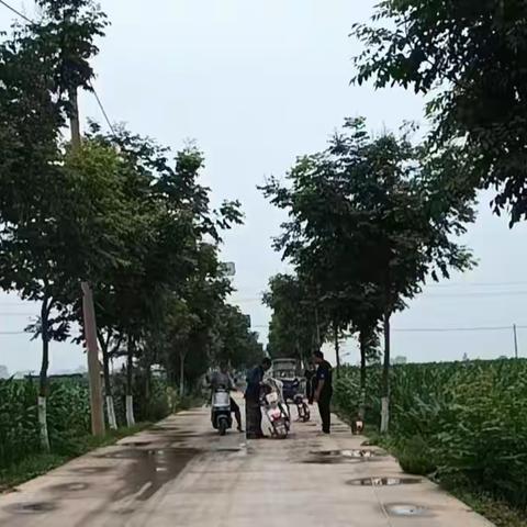 清除路边杂草 确保道路整洁美观