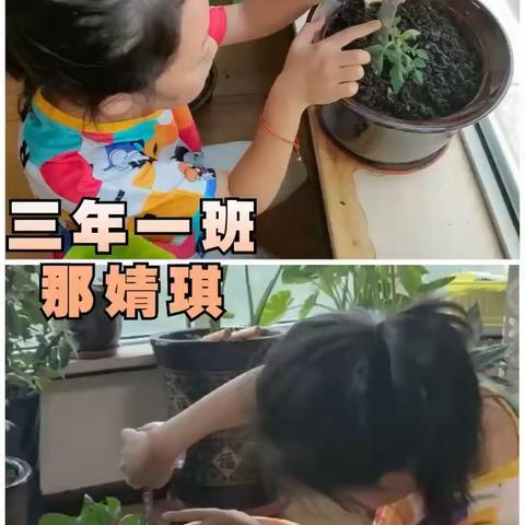 远程种植阶段总结