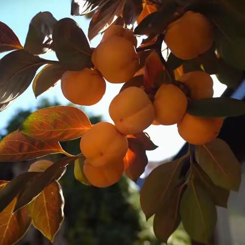 中国核心艺术家王厚堂功夫墨《牛力》“墨分五色 以牛喻心”