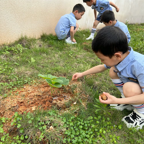 《“石”在有趣》——城北幼儿园大四班生活课程故事