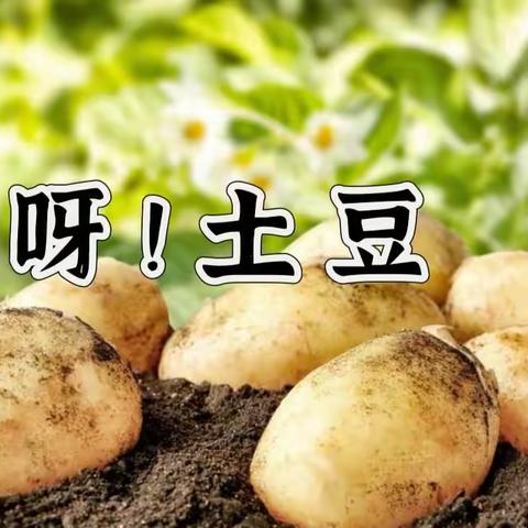 呀!土豆——童禧幼儿园大班10月份主题活动