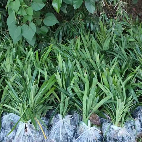 乡村产业振兴，种植斑斓助力斑斓鸡养殖