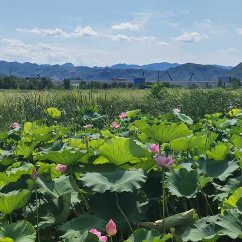 石家庄市2026年度城乡居民医保缴费开始啦！