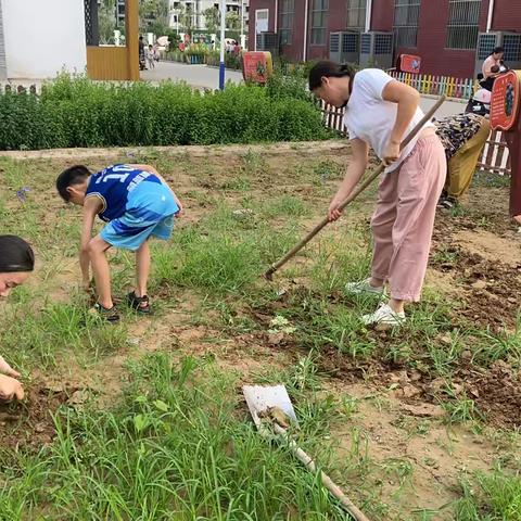 暑期中草药实践甘草篇——三十一班