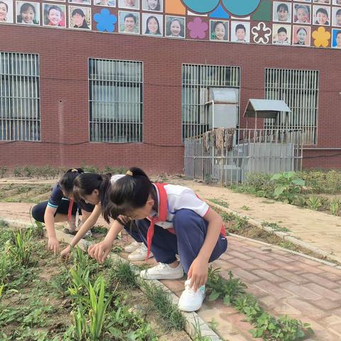 快乐种植快乐收获——三五中草药总结