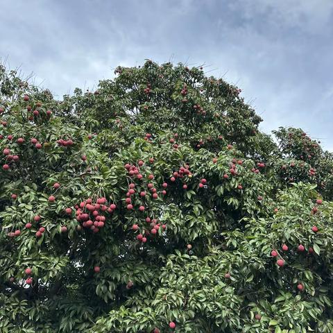 “荔”享丰收 “枝”间趣乐 ——横山中心小学基层工会荔枝节活动