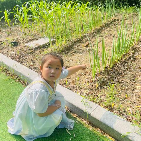 大三班班本课程——叶子🍃大探秘