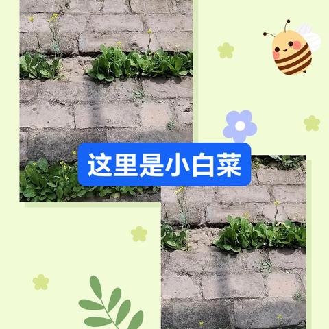 平凡的日子（四）