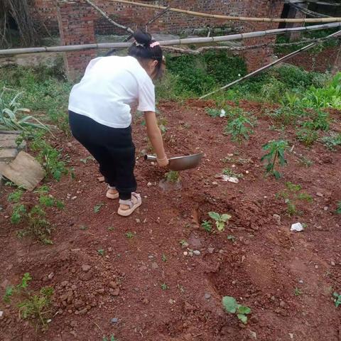 平宁小学一年级劳动教育掠影