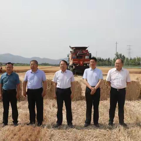 济南市三夏生产暨小麦机收减损比武活动在我区刁镇街道举行