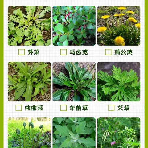 【寻找诗经里的野菜】//小螺号幼儿园大一班班本活动之挖野菜