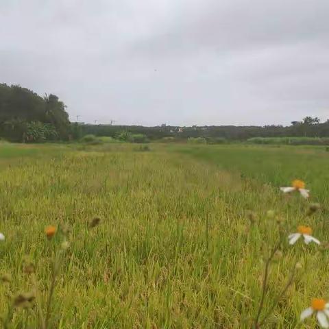 全力推进耕地“非粮化”“非农化”专项整治，持续筑牢粮食安全根基