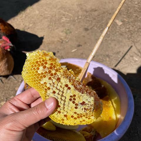 今年最好的一波樱桃花蜜，数量有限，仅有40斤左右，还没挤好，有需要的可以提前预定，手慢就没有了！