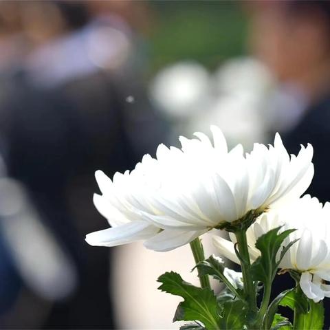 缅怀革命先烈 赓续红色血脉 ——仓集小学开展清明节祭扫英烈活动