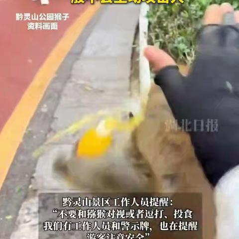 黔灵山泼猴再闹事：抢食摘假发，游客啼笑皆非
