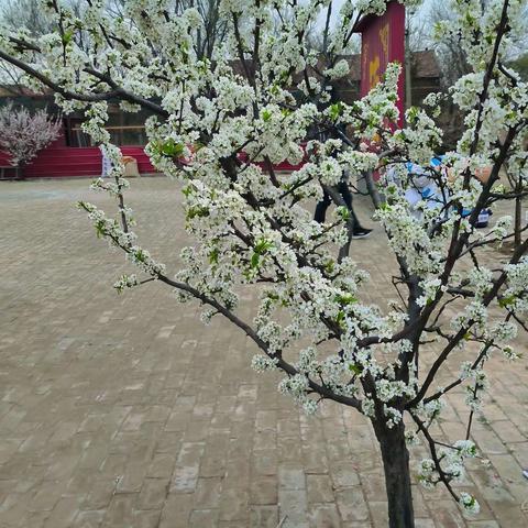 二十四节气之清明节学习版块