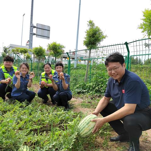 乐陵东收费站“小”菜园喜迎“大”丰收