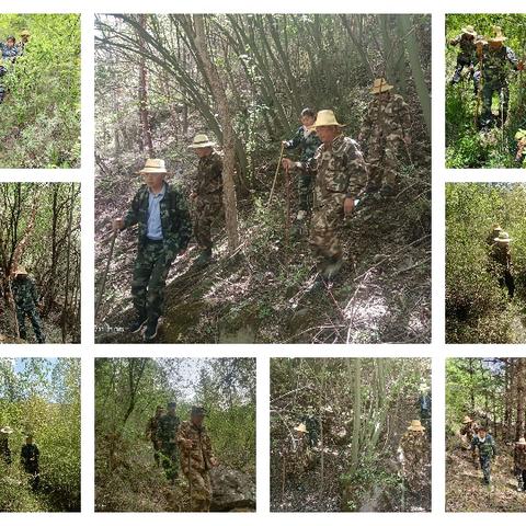 筑牢绿色防线 守护平安五月——护林防火、禁种铲毒工作纪实