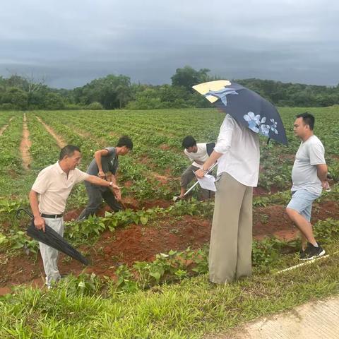 海口市秀英区东山镇前进村土地整治项目（二期）省级复核