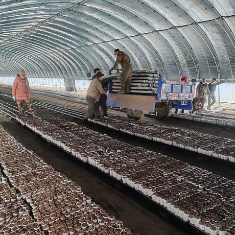 茁壮苗木公司抢抓时机全力做好春季育苗准备工作