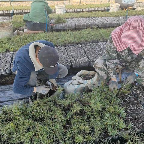 春风催新绿  育苗正当时