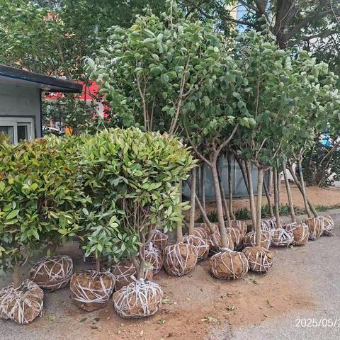 颐欣中物业在行动，以“绿”换新，环境提升！