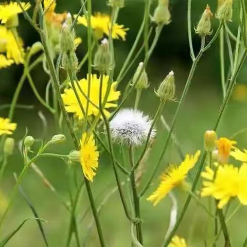 悠悠草药香 劳动润心灵——五六班中草药种植暑假劳动实践纪实