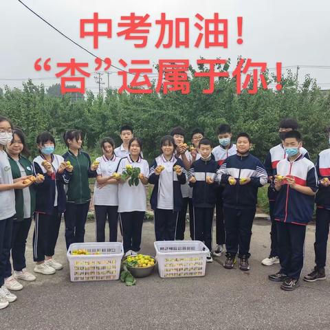 “杏”运属于你”——大矿中学开展首届校园“采摘节”活动