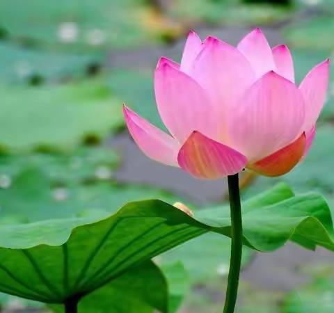 枣强县第八小学系列活动：儒韵.乐学———清凉一夏，“暑”你最棒