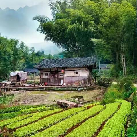 做人如草