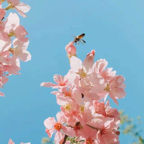 🌱草长莺飞春分至 ☀不负春光不负己                    屯庄中心学校第四周活动纪实