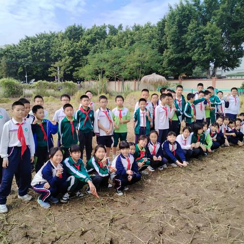 稻花香里说丰年·秋收乐 ------- 横栏小学六（8）班收割水稻