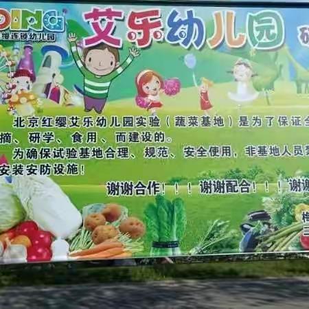 艾乐幼儿园幼小衔接班蔬菜研学基地参观采摘活动