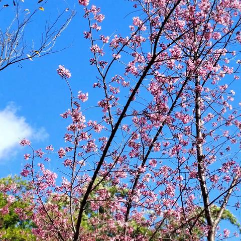 春风化雨.润物无声——楚雄市鹿城小学四年级语文组2024年春季学期第二次教研活动