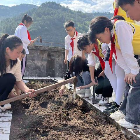 "劳动砺心志，实践促成长——汉丰四校尚品五中队“品娃农场”劳动实践