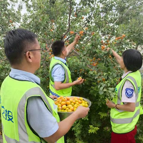 不负农时不负夏 菜园瓜果采摘忙