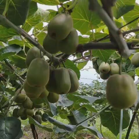 香甜可口的红心猕猴桃成熟了