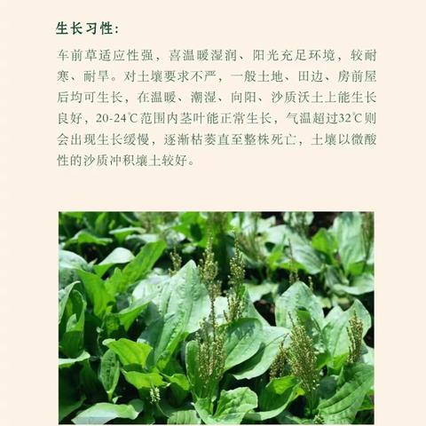 我们与车前草的故事 ——漳州正兴学校六年5班德育实践活动