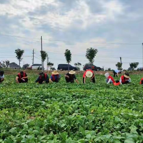 孝义供销合作社对宋陵保护范围内土地流转土地油葵实验田开展义务除草活动