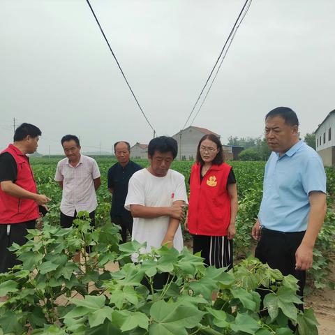 成武县喜迎降雨，庄稼丰收有保障